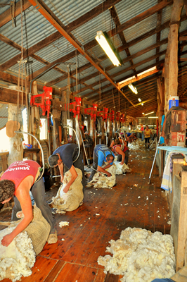 Steam Plains Shearing 022741  © Claire Parks Photography 